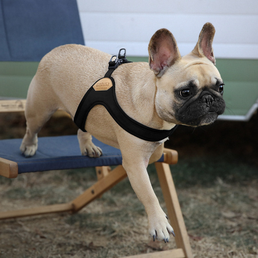 BUCKLE UP EASY HARNESS by CHARLIE'S BACKYARD WS (BLACK)