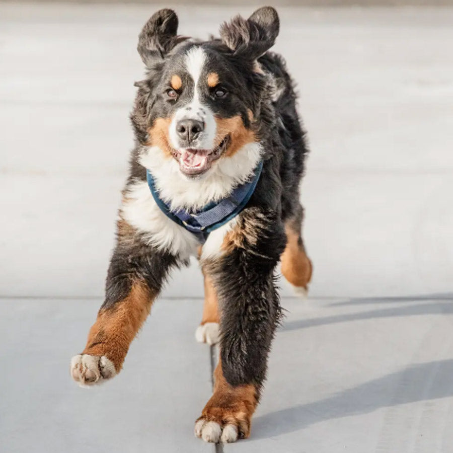 DOG HARNESS ACTIVE VELVET by KENTUCKY WS (NAVY)