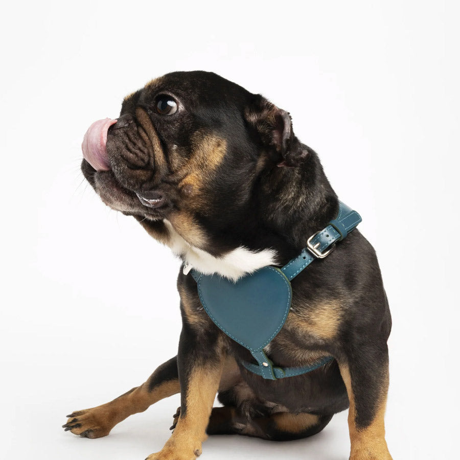 HEART HARNESS by BAURDELLE WS (OTTANIUM)