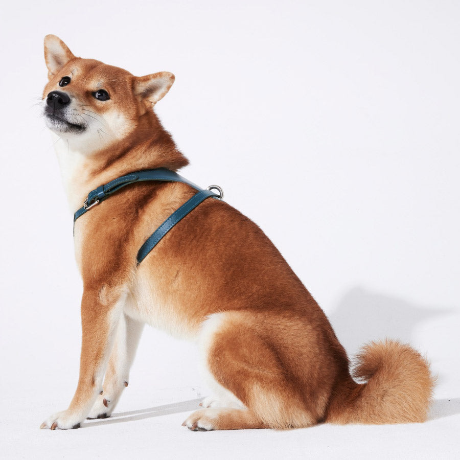 HEART HARNESS by BAURDELLE WS (OTTANIUM)