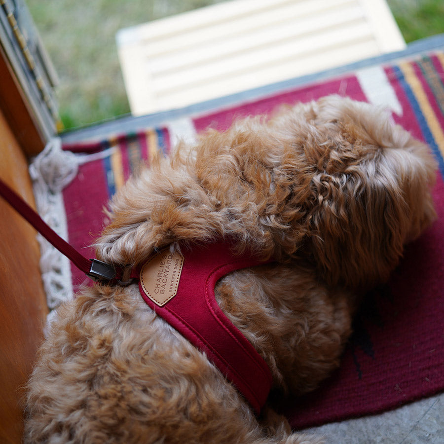 EASY HARNESS by CHARLIE'S BACKYARD WS (RED)