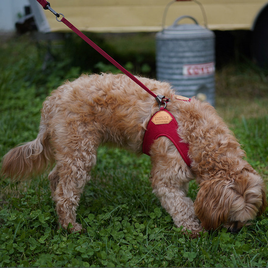 EASY HARNESS by CHARLIE'S BACKYARD WS (RED)
