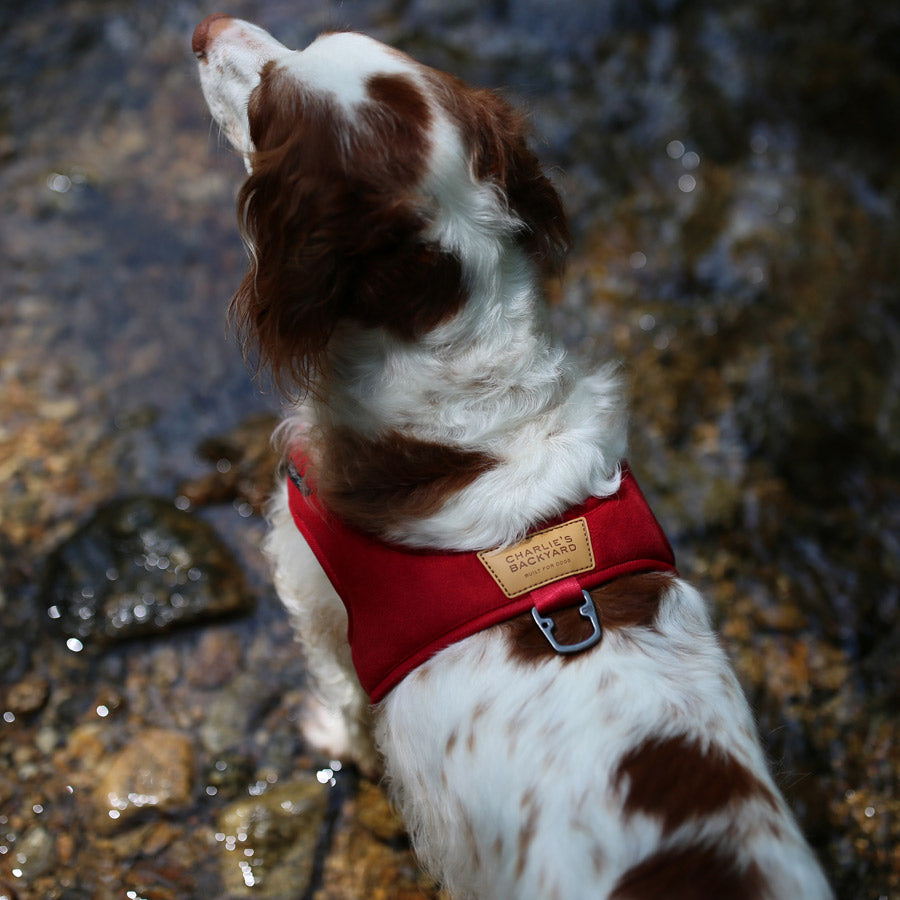 TOWN HARNESS by CHARLIE'S BACKYARD WS (RED)