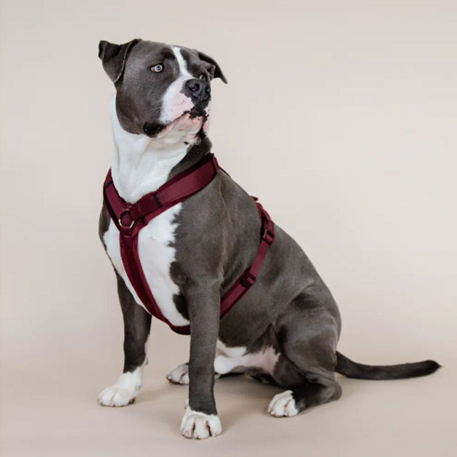 DOG HARNESS ACTIVE VELVET by KENTUCKY WS (BORDEAUX)