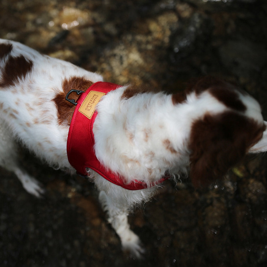 TOWN HARNESS by CHARLIE'S BACKYARD WS (RED)