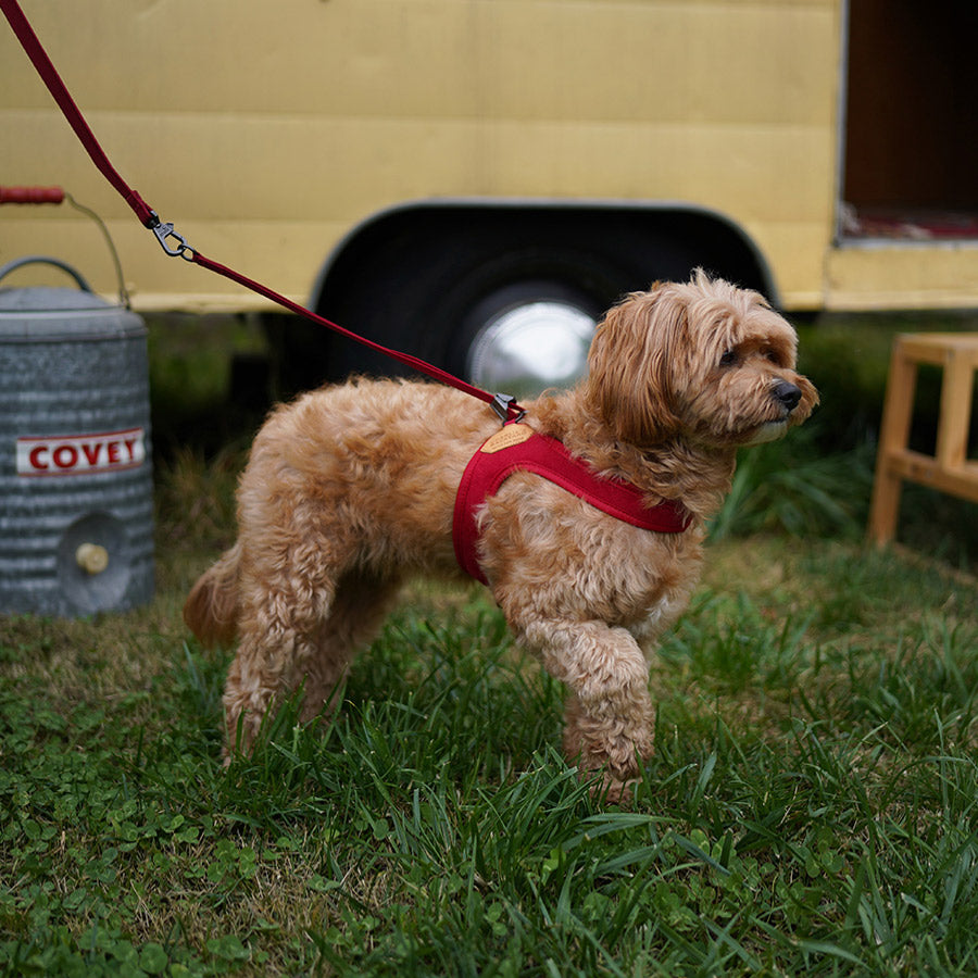 EASY HARNESS by CHARLIE'S BACKYARD WS (RED)