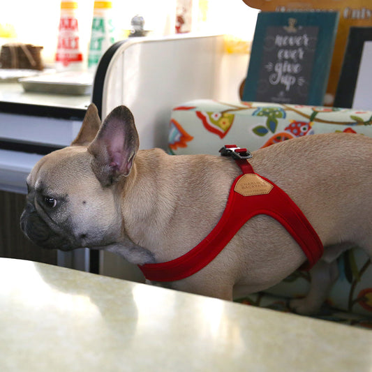 BUCKLE UP EASY HARNESS by CHARLIE'S BACKYARD WS (RED)