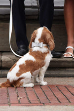 Load image into Gallery viewer, David Collar &amp; Michael Bow Tie
