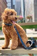 Load image into Gallery viewer, Susan Leash - Cobalt
