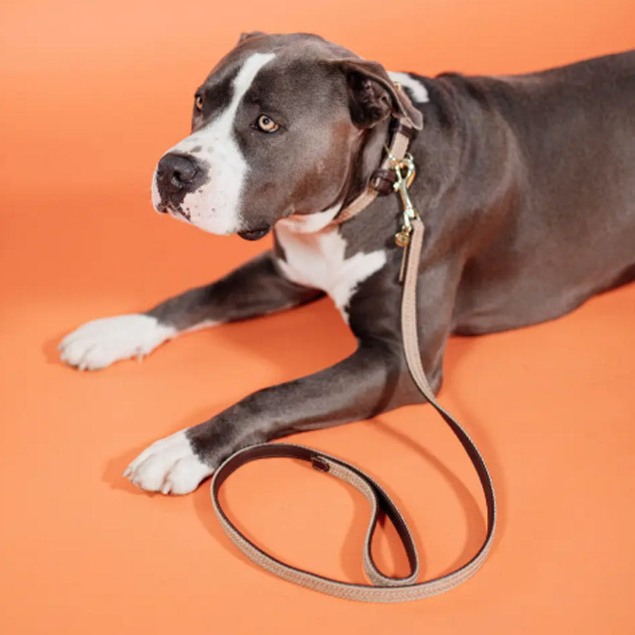 PLAITED NYLON DOG LEASH 200CM by KENTUCKY WS (BEIGE)