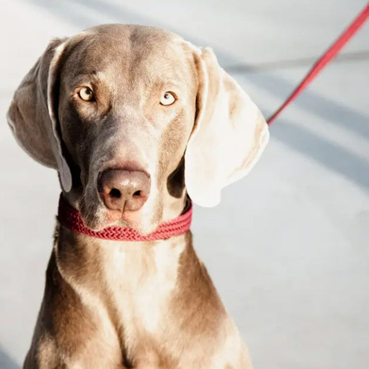 PLAITED NYLON DOG LEASH 200CM by KENTUCKY WS (BORDEAUX)