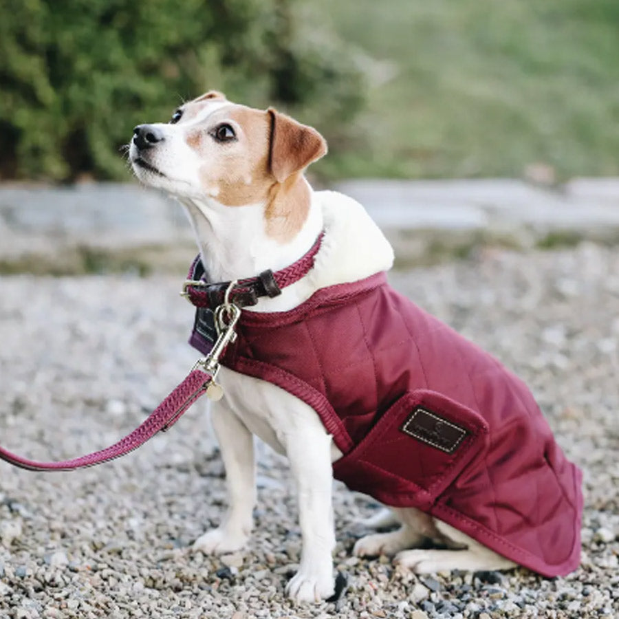 PLAITED NYLON DOG LEASH 200CM by KENTUCKY WS (BORDEAUX)