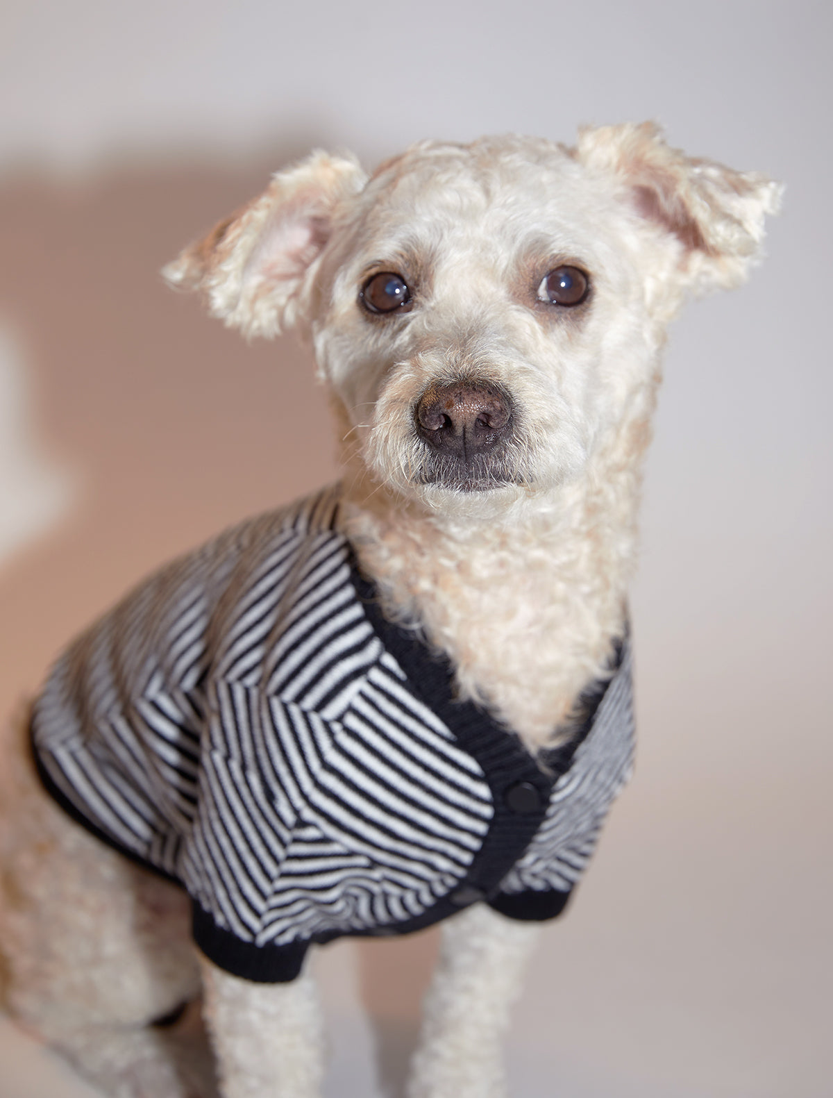 Zig-Zag Cardigan Sweater by OVERGLAM DS (BLACK WHITE)