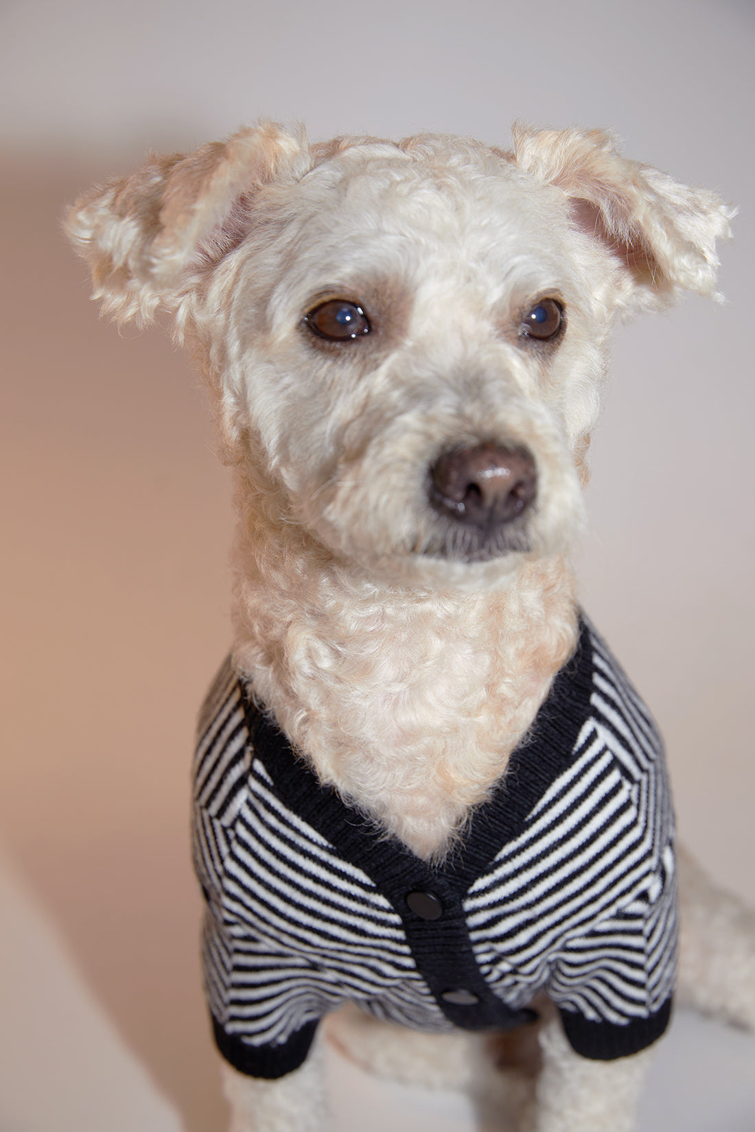 Zig-Zag Cardigan Sweater by OVERGLAM DS (BLACK WHITE)