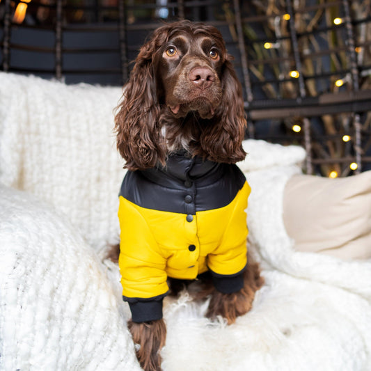 Contrast Button Up Puffer Ski Jacket by OVERGLAM DS (YELLOW BLACK)