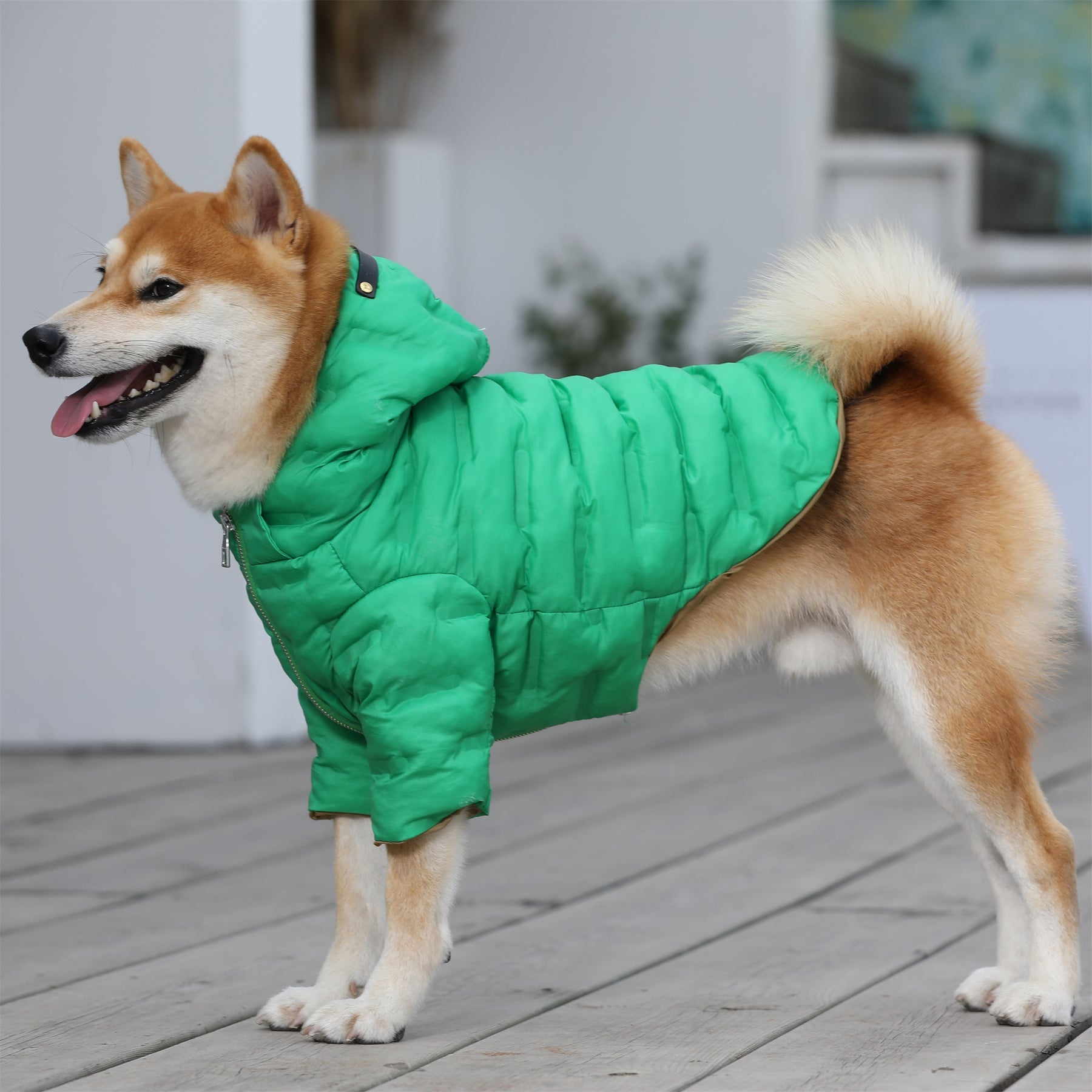 Zip-up Puffer Jacket with Hood by OVERGLAM DS (GREEN)