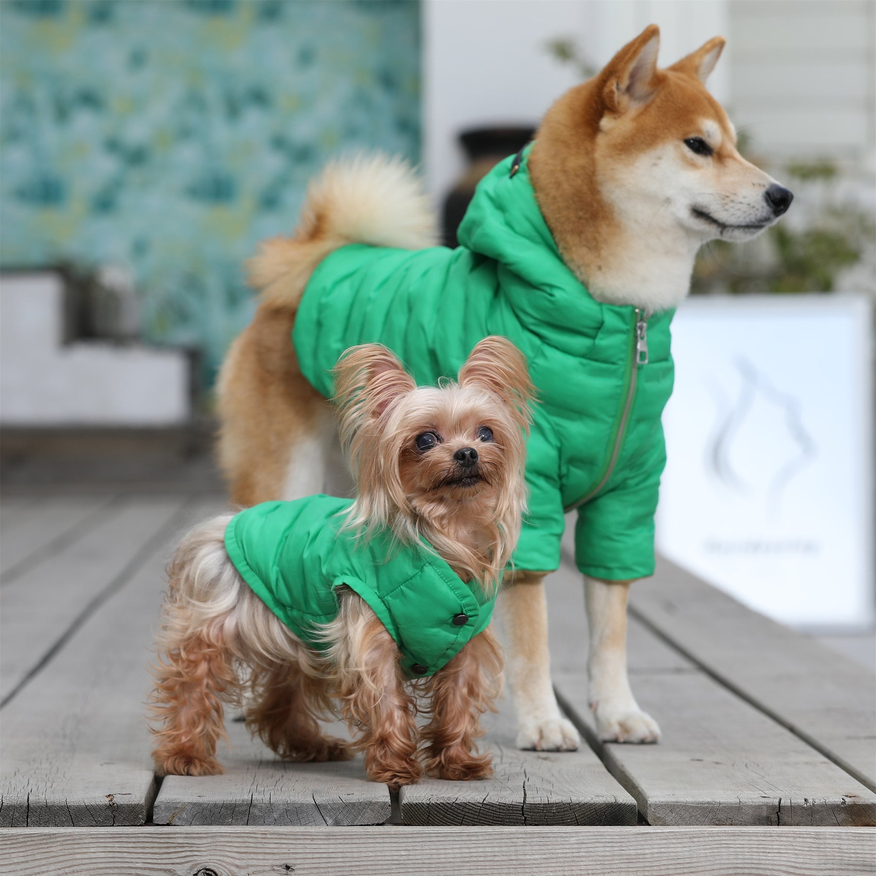 Zip-up Puffer Jacket with Hood by OVERGLAM DS (GREEN)