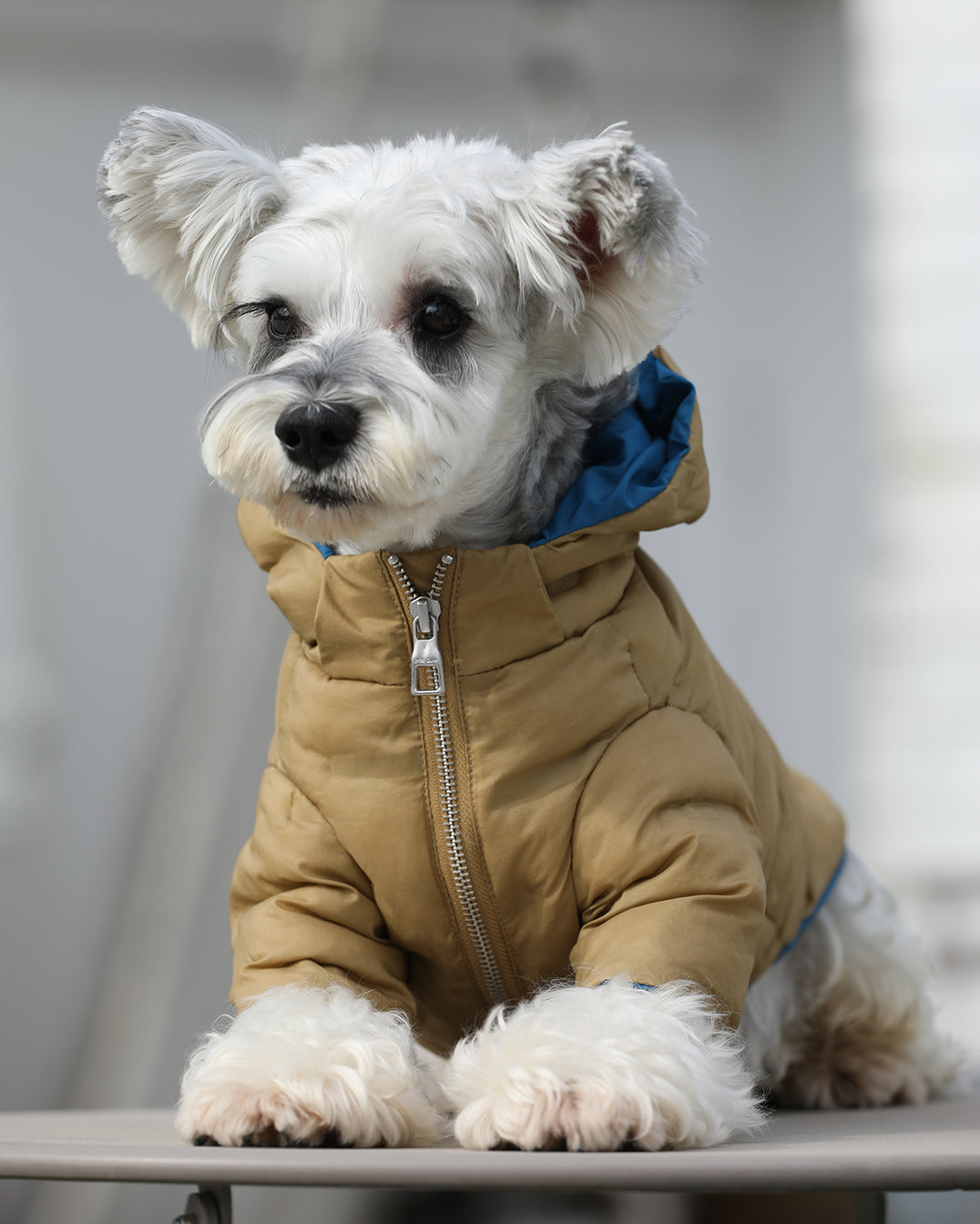 Zip-up Puffer Jacket with Hood by OVERGLAM DS (KHAKI)