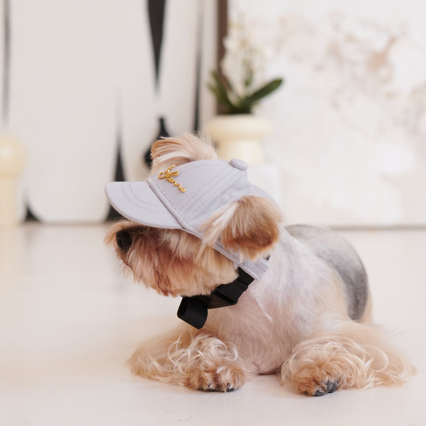 Puppy Cap With Golden Logo by OVERGLAM DS (GREY)