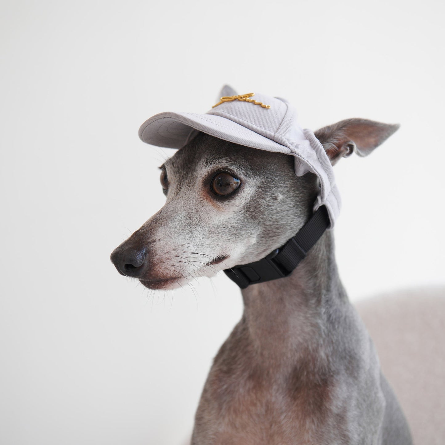 Puppy Cap With Golden Logo by OVERGLAM DS (GREY)