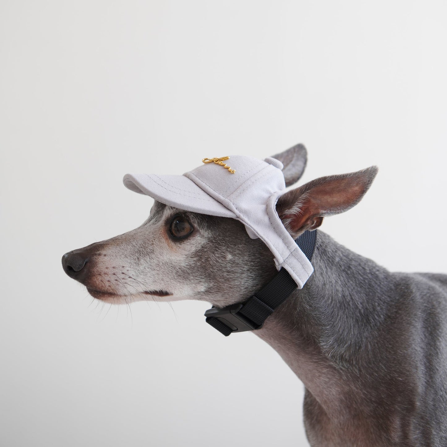 Puppy Cap With Golden Logo by OVERGLAM DS (GREY)