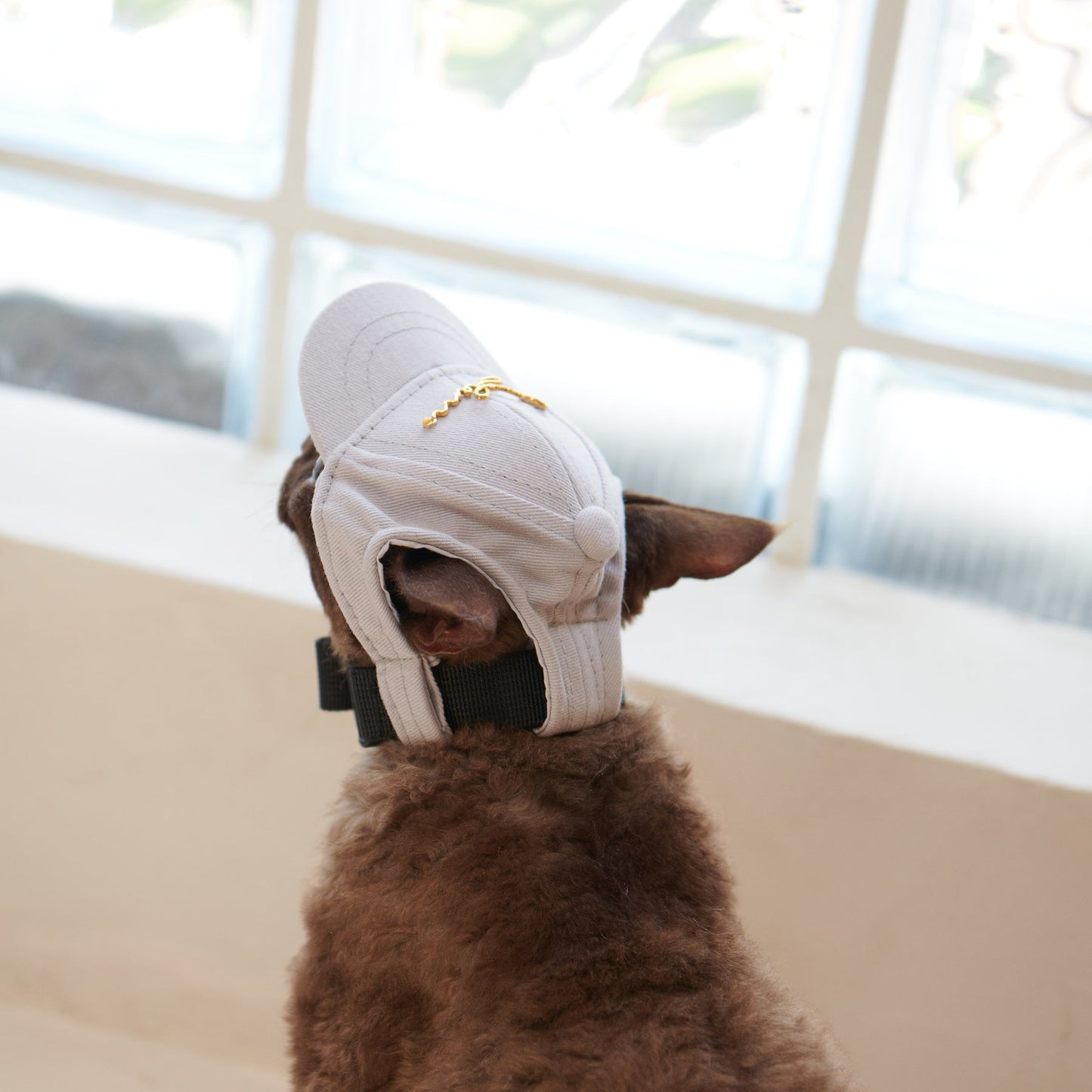 Puppy Cap With Golden Logo by OVERGLAM DS (GREY)