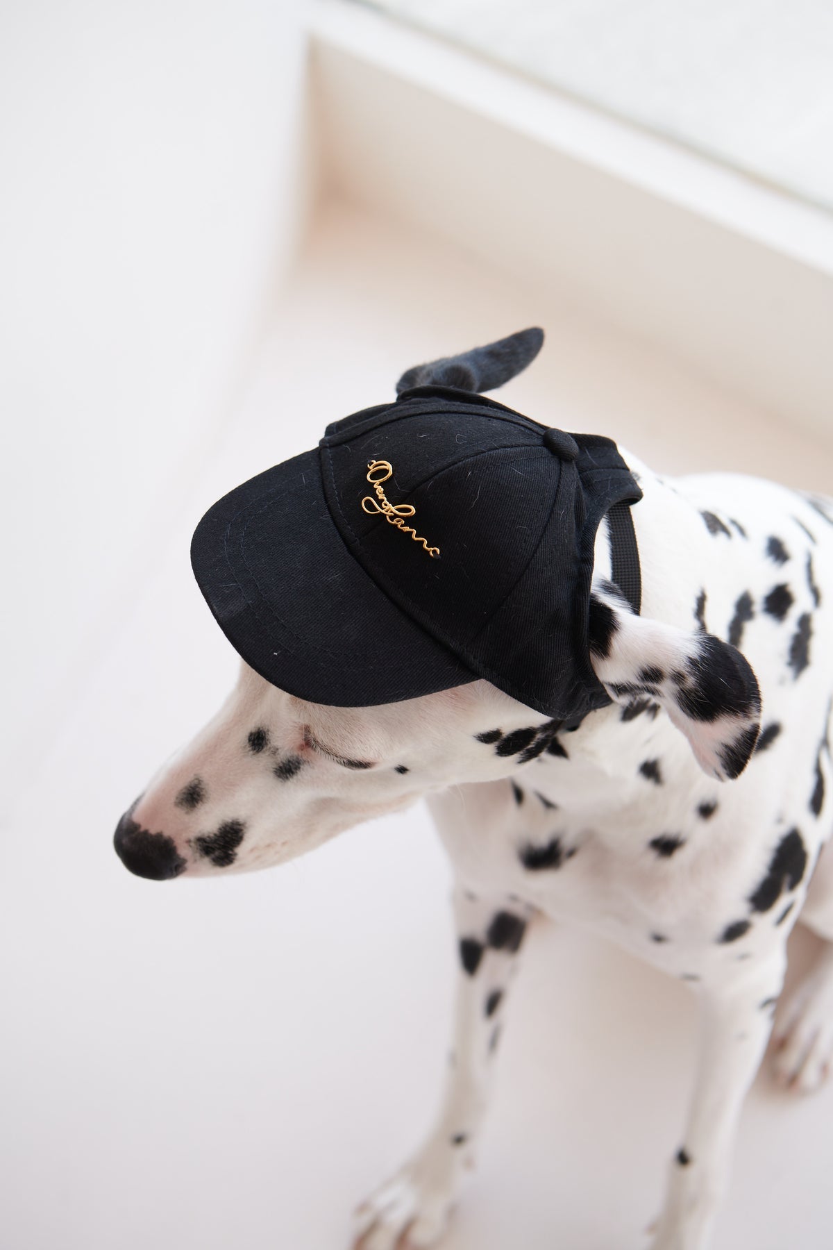 Puppy Cap With Golden Logo by OVERGLAM DS (BLACK)