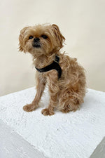 Load image into Gallery viewer, Noah Harness in Black Leather
