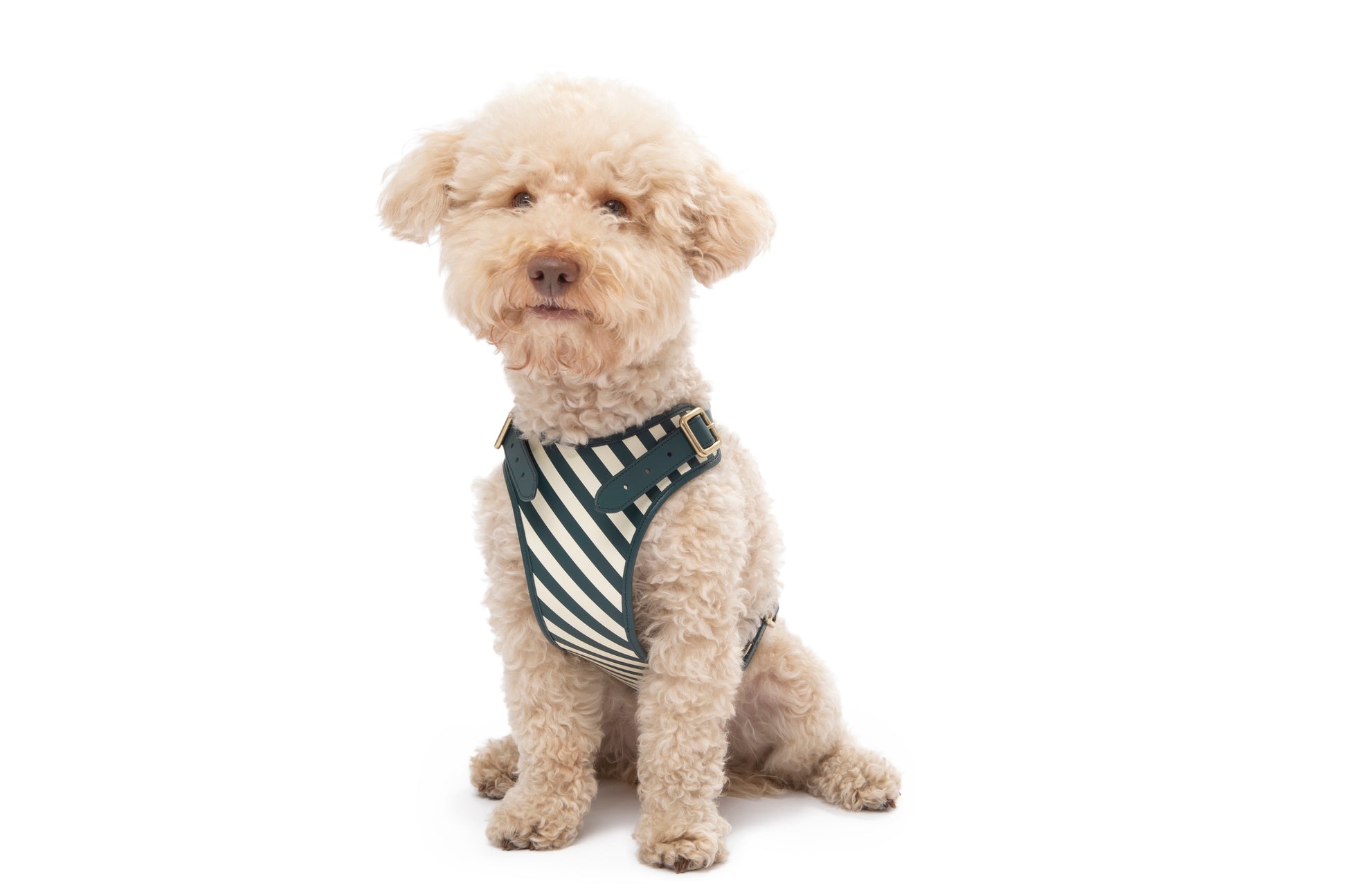 STRIPED HARNESS by POLDO DOG COUTURE