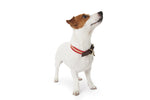 Load image into Gallery viewer, PORTOFINO COLLAR by POLDO DOG COUTURE
