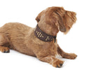 Load image into Gallery viewer, LEATHER GREYHOUND COLLAR by POLDO DOG COUTURE
